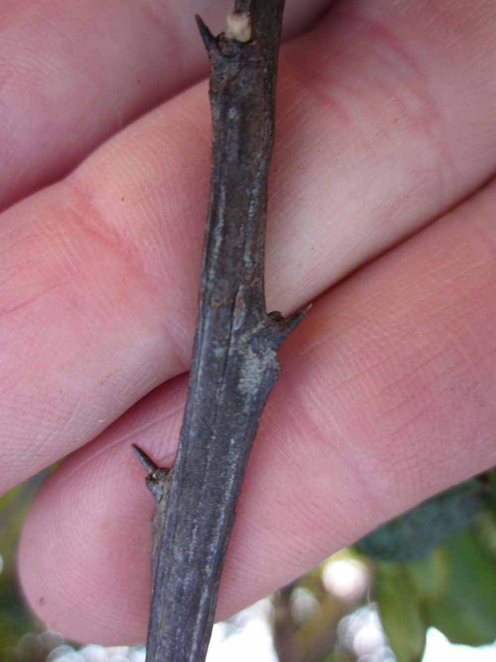              Second - third year twig (Winter Haven, FL)       